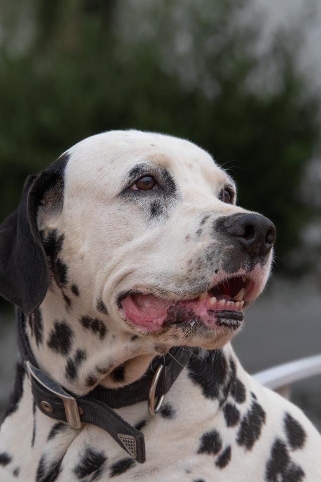 Далматин с открытой пастью 
