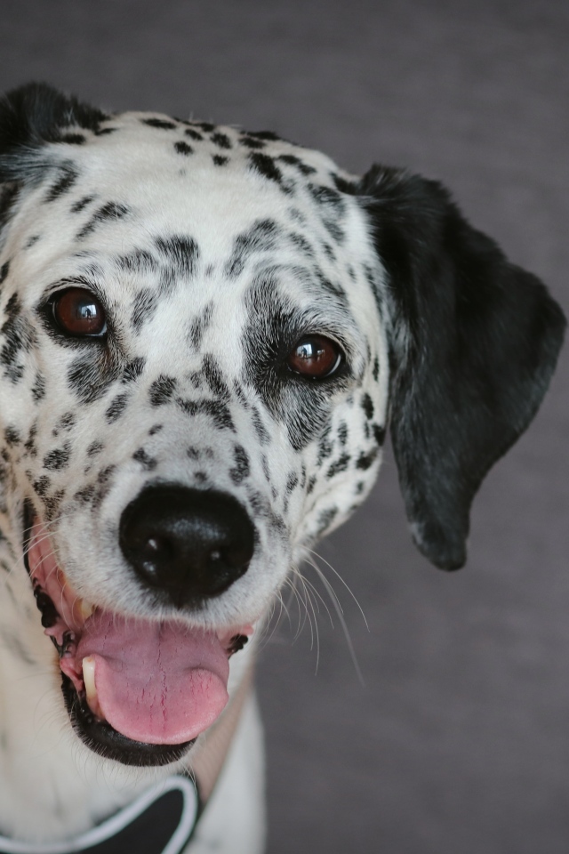 Далматин с открытой пастью на сером фоне