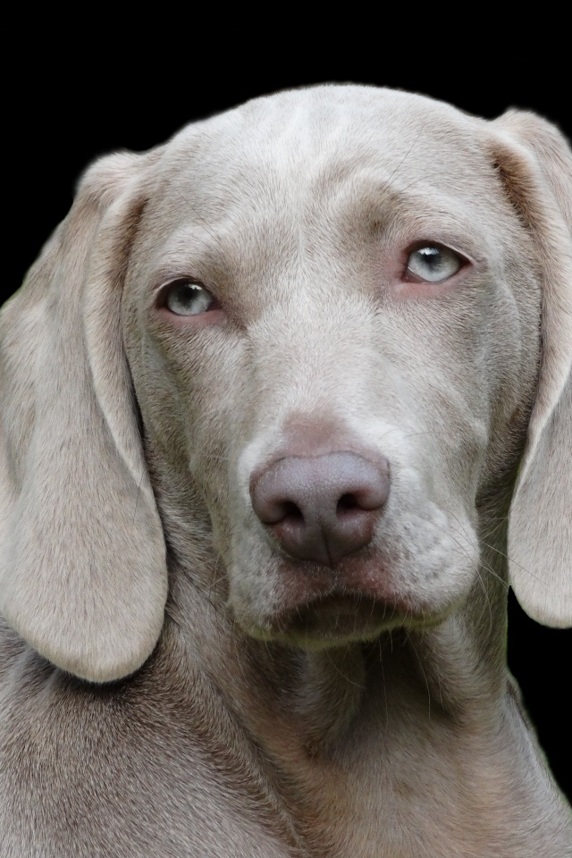 Пес породы веймаранер на черном фоне