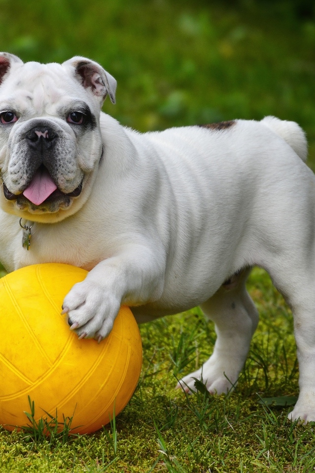 Английский бульдог играет с мячом