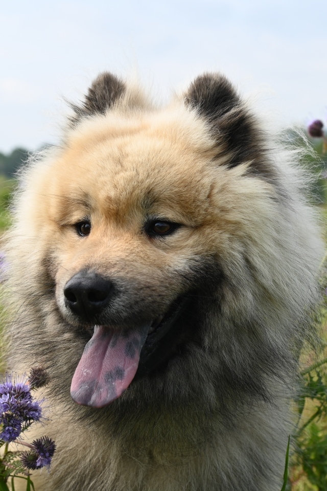 Щенок евразийской породы с высунутым языком