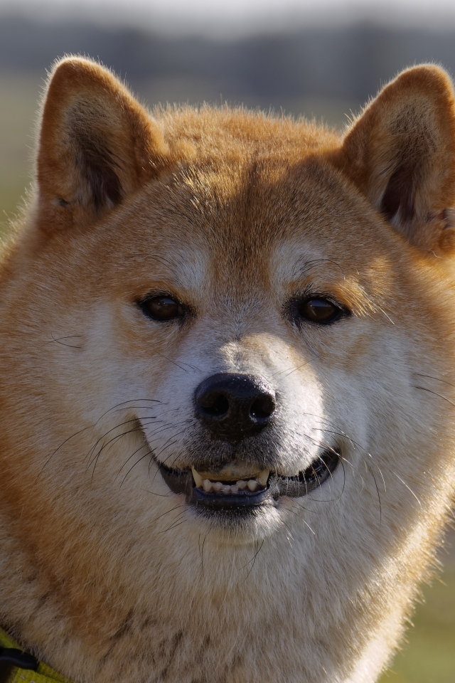 Пушистый пес породы акита ину с ошейником