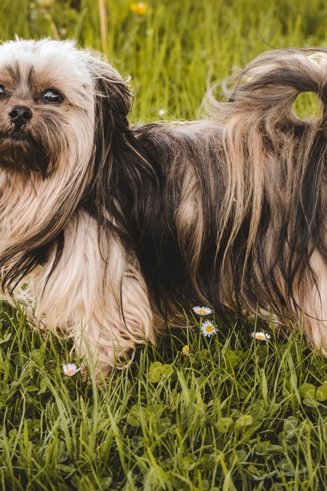 Пушистая русская  цветная болонка стоит на зеленой траве