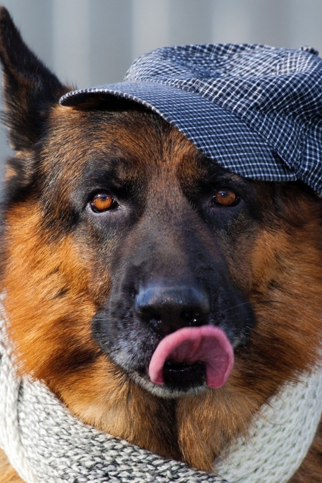 Немецкая овчарка в кепке и шарфе