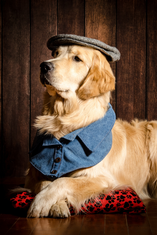 Золотистый ретривер в шляпе лежит на полу