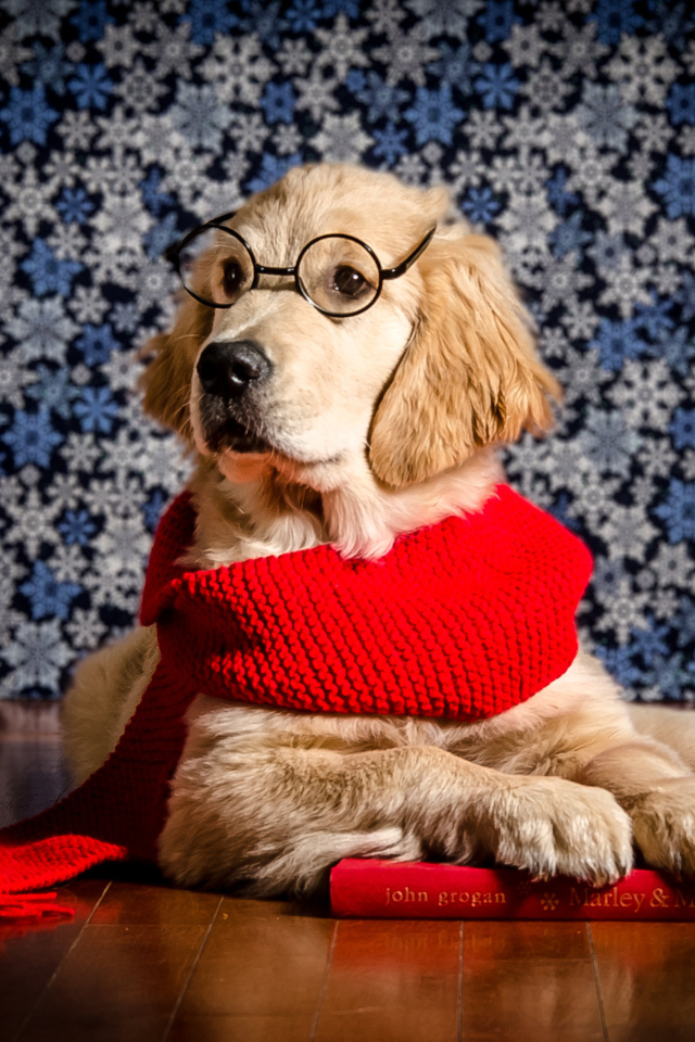 Золотистый ретривер в красном шарфе