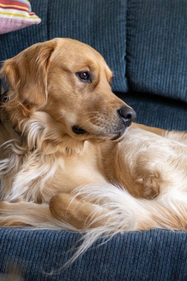 Золотистый ретривер лежит на диване