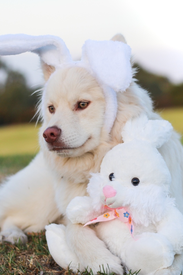 Золотистый ретривер с игрушечным зайцем
