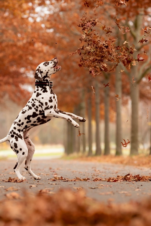 Большой далматинец ловит желтые листья