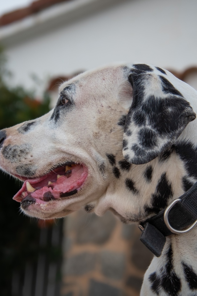 Большой пятнистый далматин в ошейнике