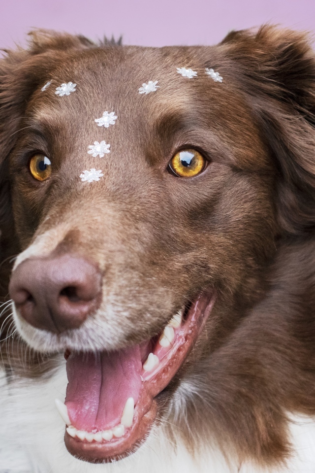 Довольный пес породы бордер колли