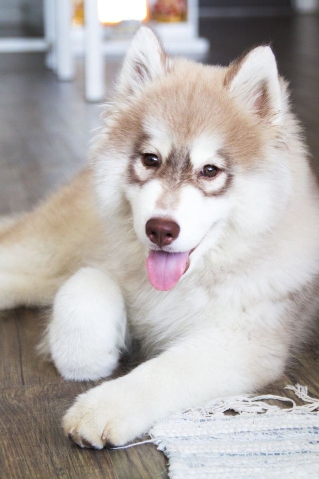 Щенок хаски с высунутым языком