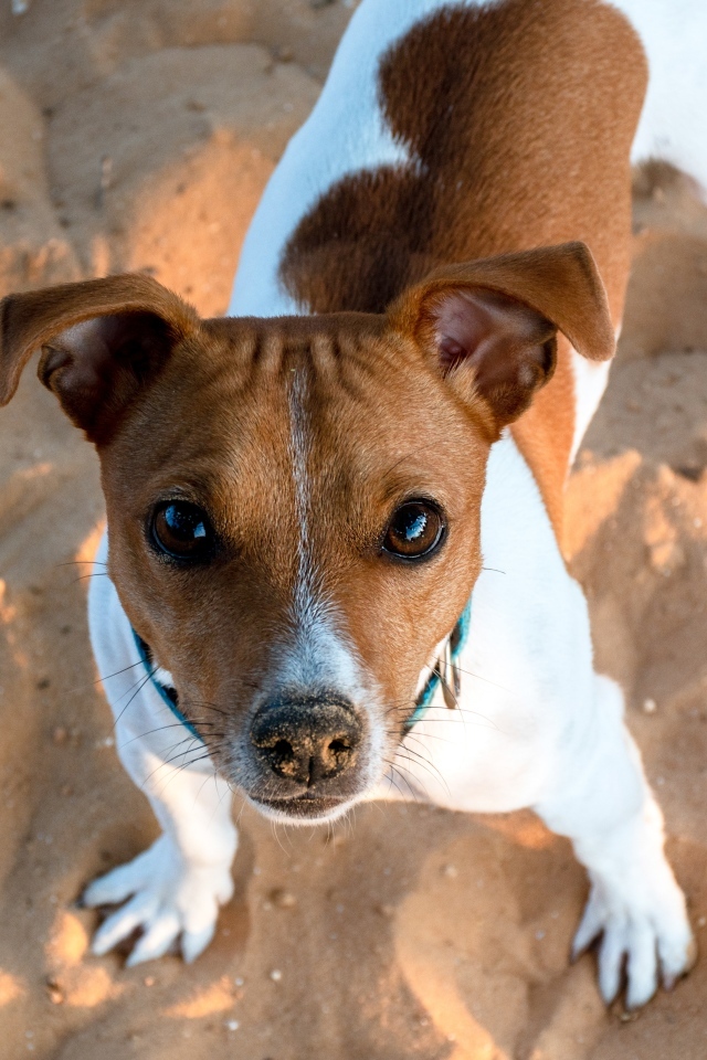 Пес породы джек рассел терьер стоит на песке 