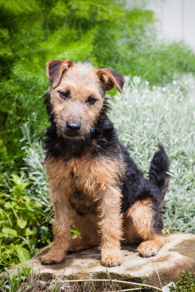 Собака породы лейкленд терьер сидит на камне