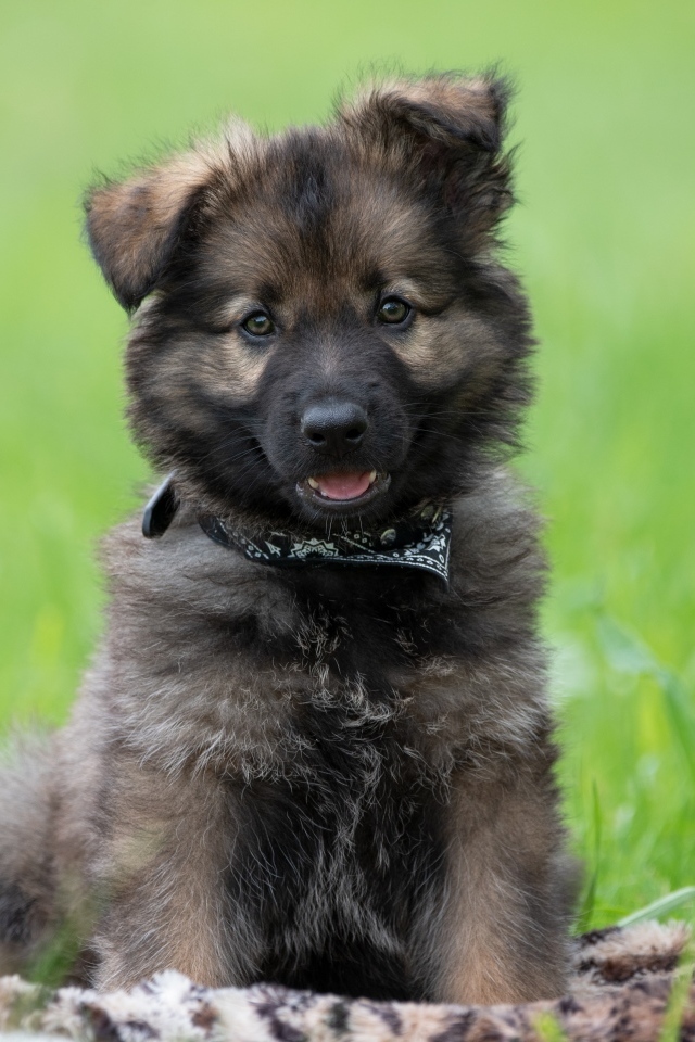 Маленький щенок немецкой овчарки сидит на траве
