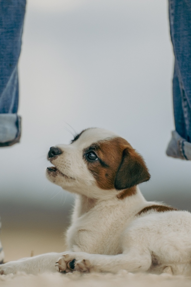 Маленький Джек Рассел терьер у ног