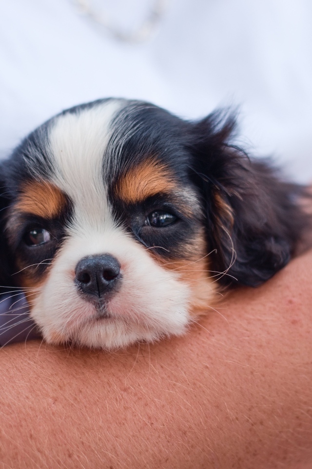 Маленький кинг чарльз спаниель на руках