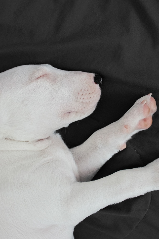 Маленький бультерьер спит на кровати