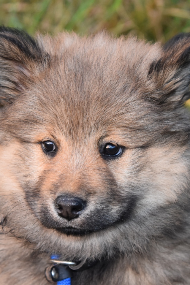 Маленький евразийский щенок крупным планом