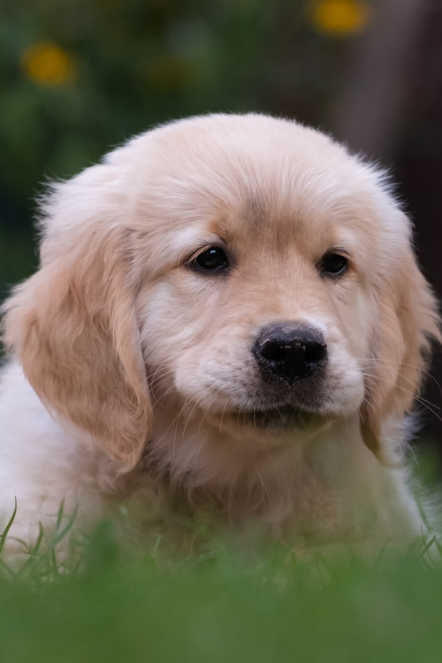 Маленький щенок золотистого ретривера в траве