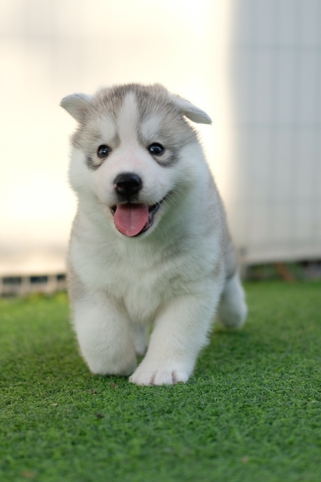 Маленький щенок хаски с высунутым языком