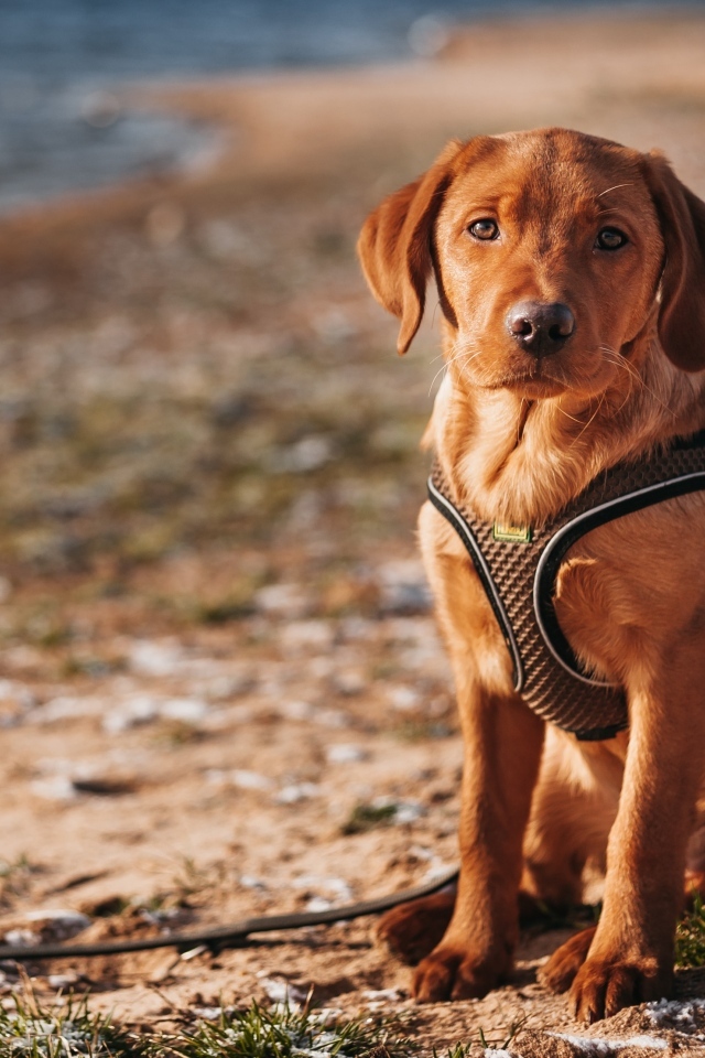 Маленький лабрадор сидит на песке