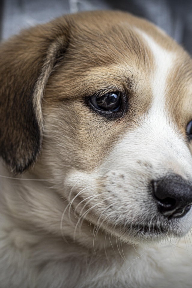 Маленький грустный щенок крупным планом