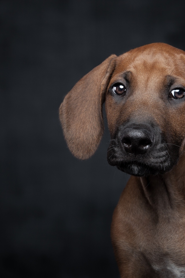 Маленький грустный породистый щенок на черном фоне