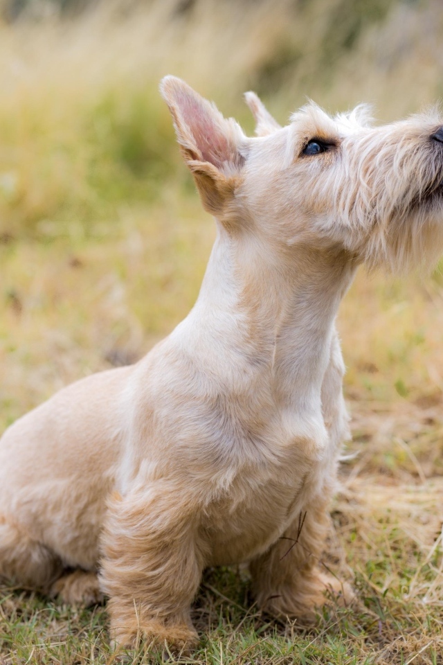 Маленький шнауцер сидит на траве 