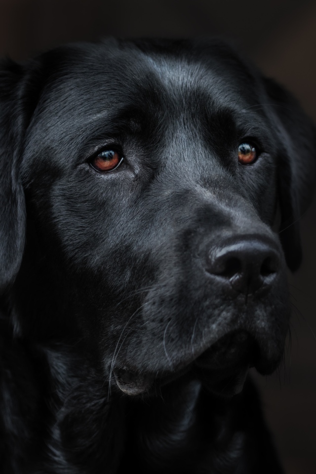 Морда черного лабрадора крупным планом