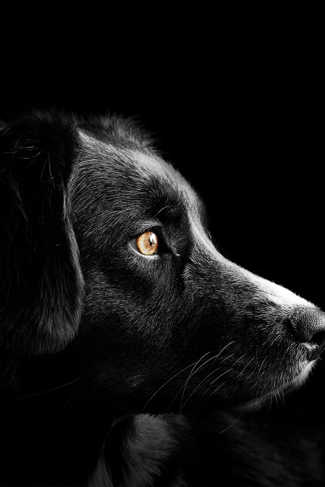 Морда пса на черном фоне