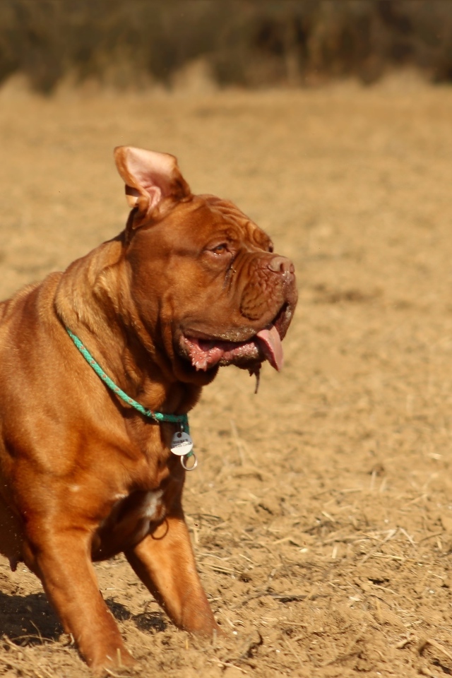 Породистый коричневый пес играет 