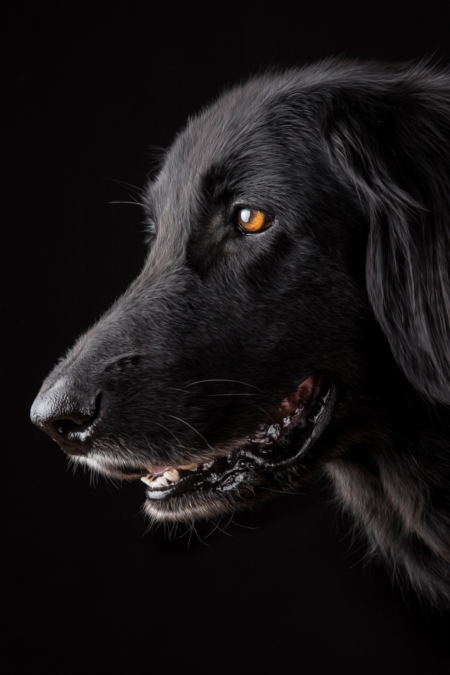 Породистый пес с открытой пастью на черном фоне
