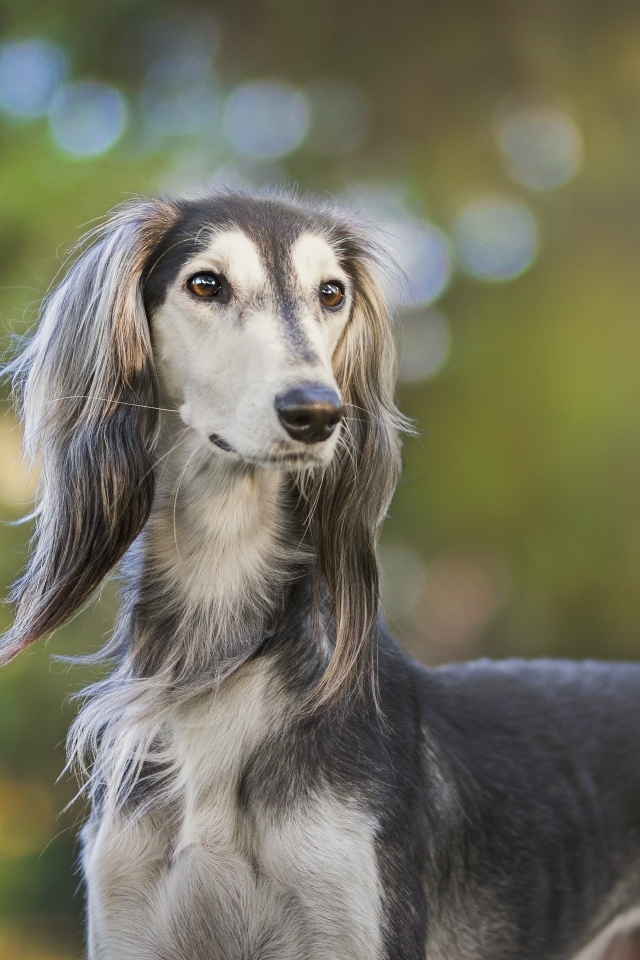 Породистая охотничья собака