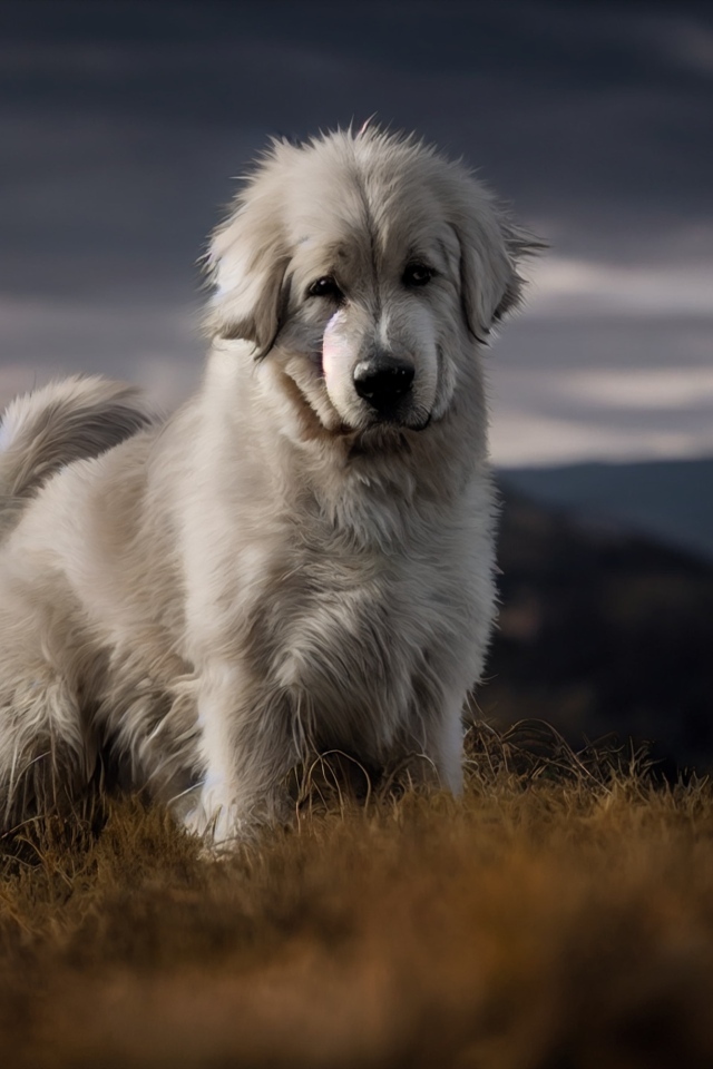 Пиренейская горная собака стоит на траве