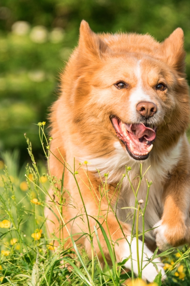 Рыжая собака бежит по зеленой траве 