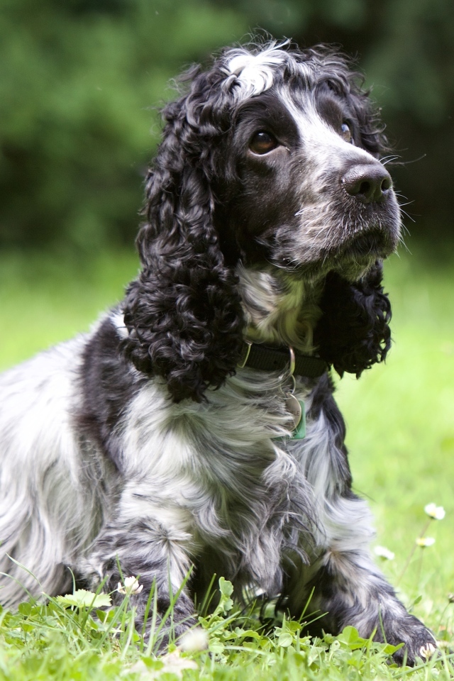 Грустный кокер спаниель лежит на траве