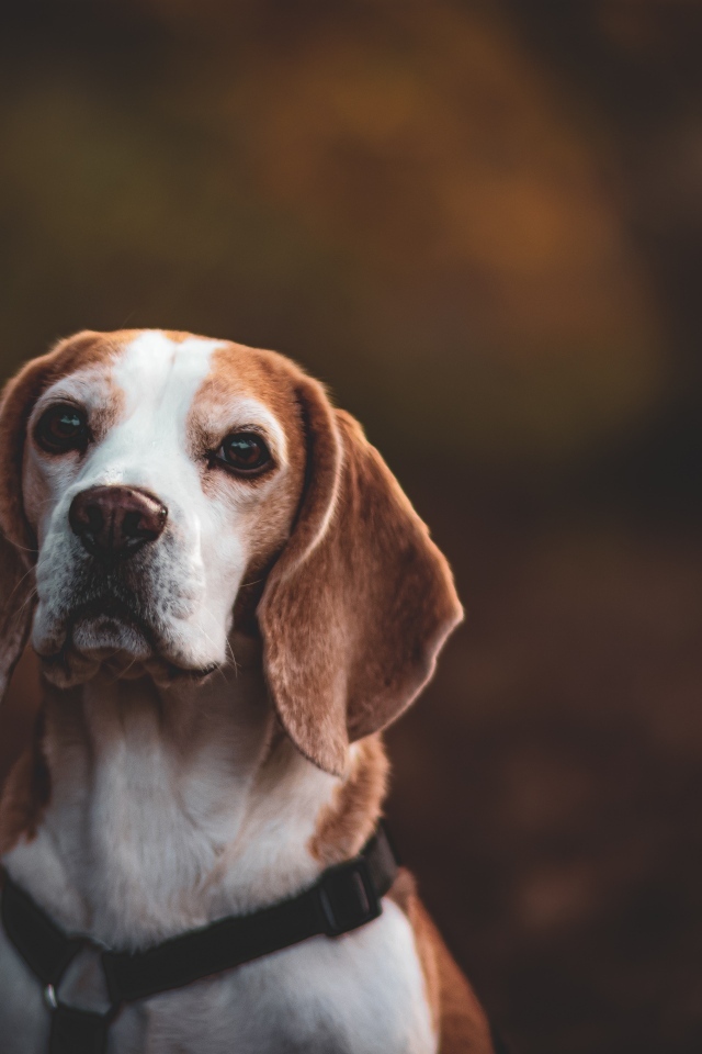 Грустный пес породы бигль 