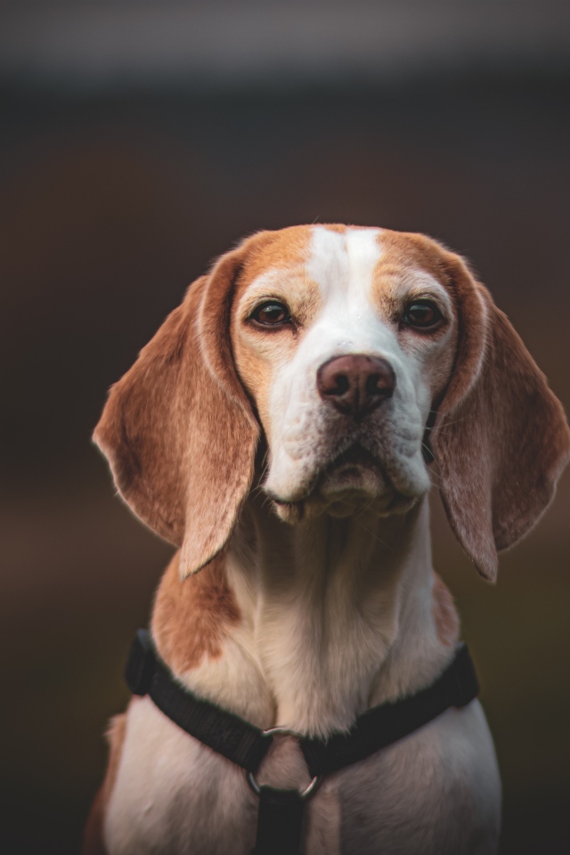 Грустный бигль с ошейником