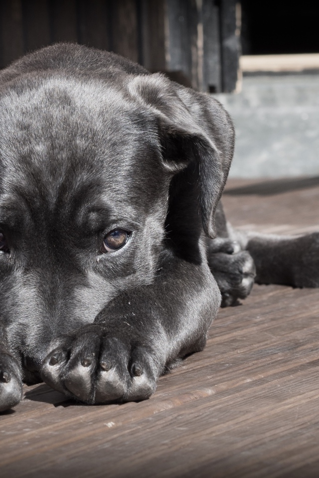 Грустный черный щенок лежит на полу