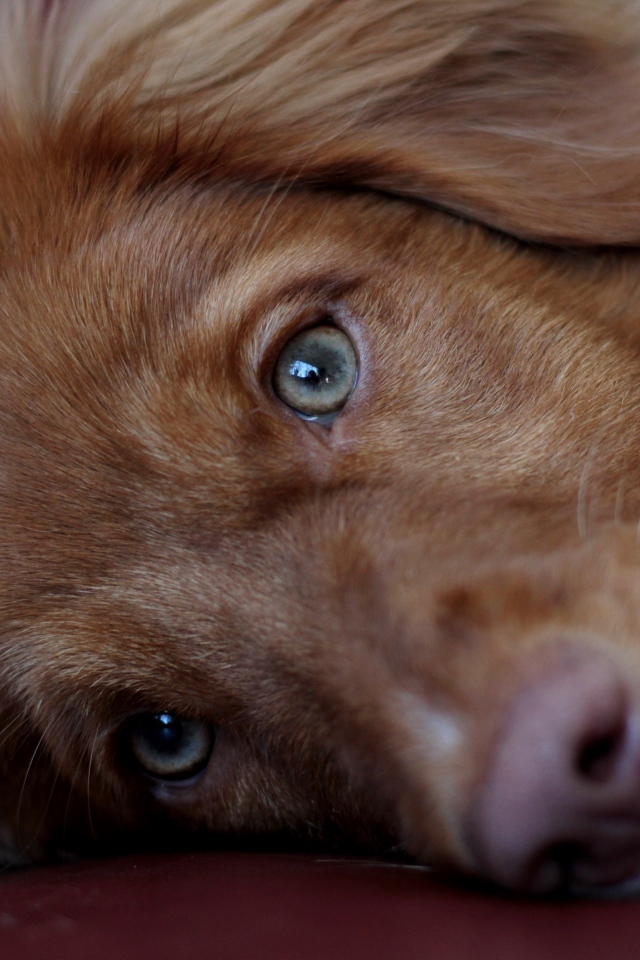 Грустный коричневый пес крупным планом
