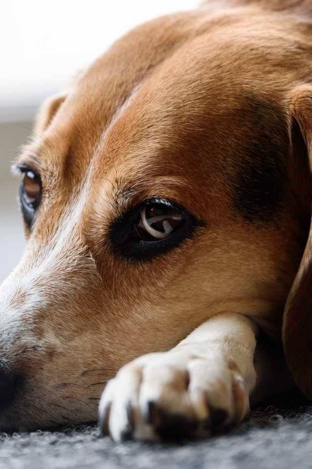 Грустный коричневый пес лежит на полу