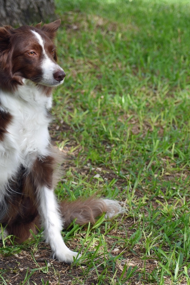 Грустный пес породы бордер колли сидит на траве