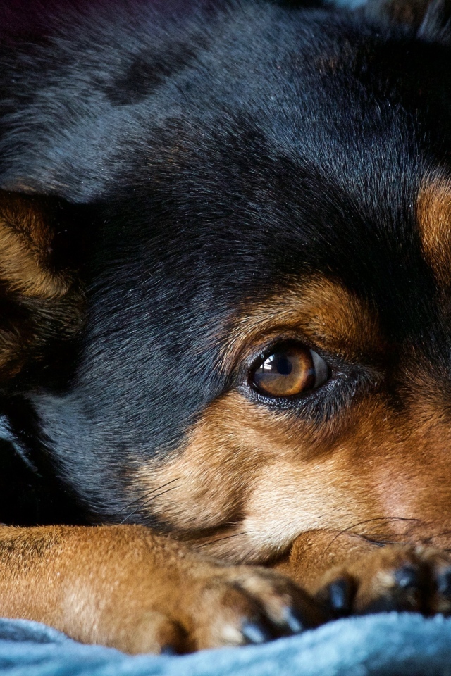 Грустный пес лежит на синем покрывале