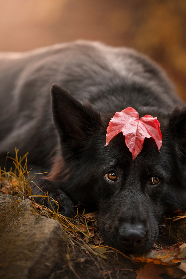 Грустный пес лежит на холодной земле