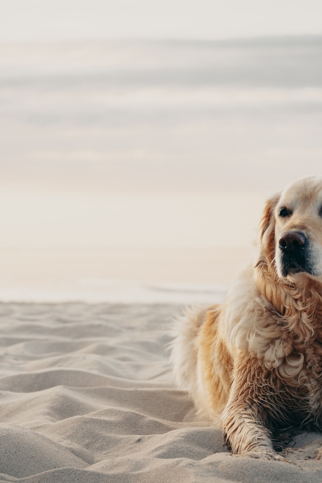 Грустный золотистый ретривер лежит на песке