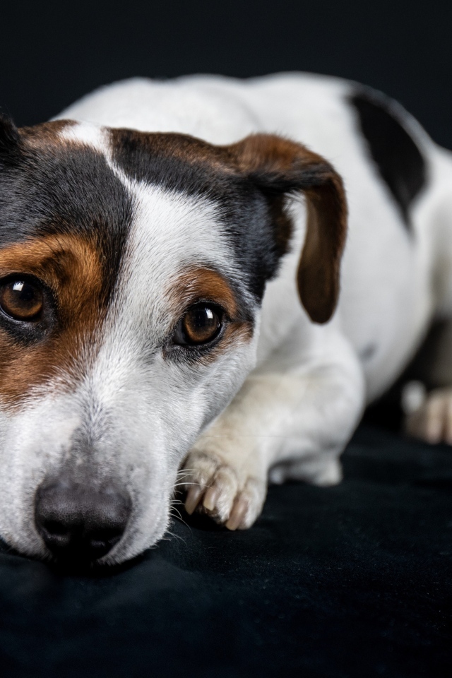 Грустный джек рассел терьер на черном фоне