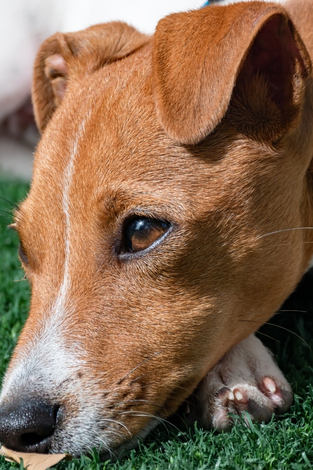 Грустный джек рассел терьер на зеленой траве