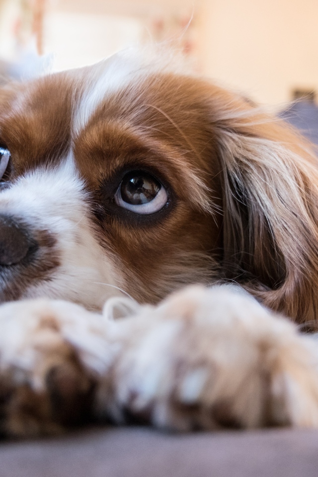 Грустный кинг чарльз спаниель лежит на кровати 