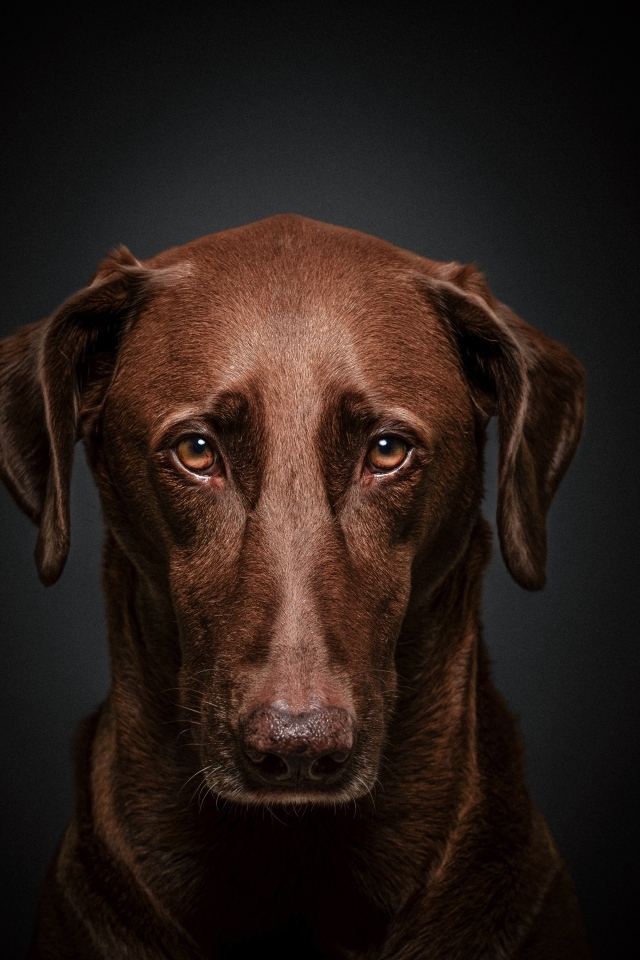 Грустный лабрадор на черном фоне крупным планом